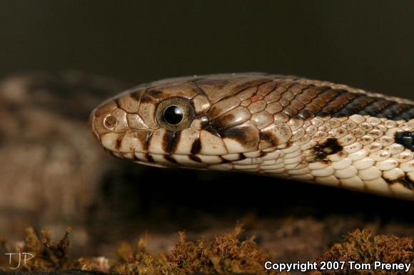 Eastern Foxsnake (Pantherophis gloydi)