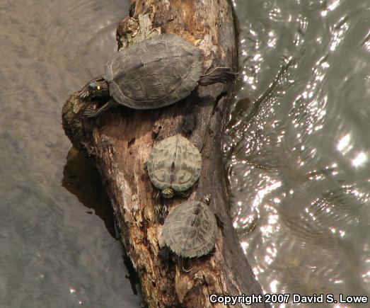 Ouachita Map Turtle (Graptemys ouachitensis)