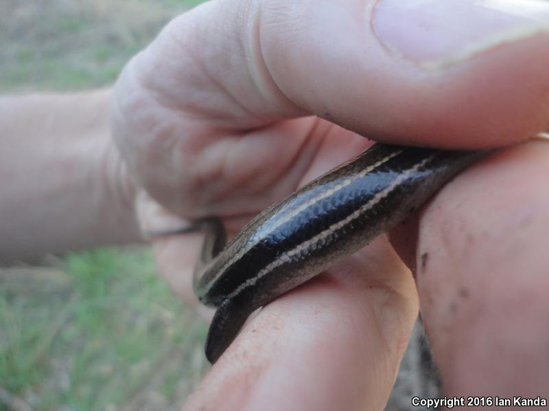 Southern Prairie Skink (Plestiodon septentrionalis obtusirostris)