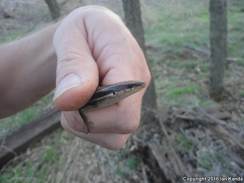 Southern Prairie Skink (Plestiodon septentrionalis obtusirostris)