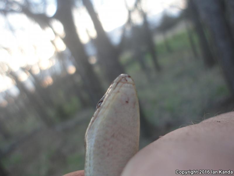 Southern Prairie Skink (Plestiodon septentrionalis obtusirostris)