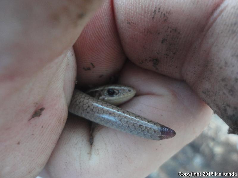 Southern Prairie Skink (Plestiodon septentrionalis obtusirostris)