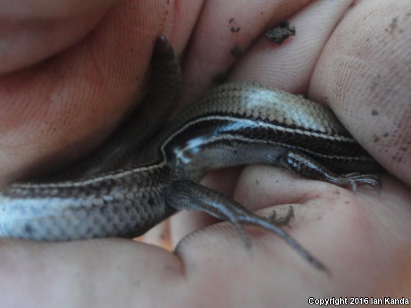 Southern Prairie Skink (Plestiodon septentrionalis obtusirostris)