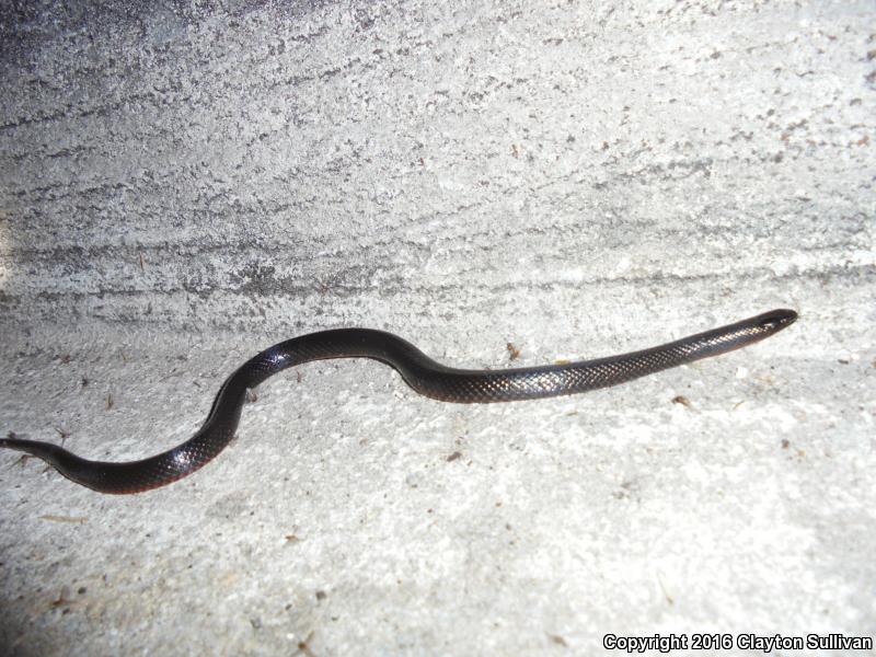 South Florida Swampsnake (Seminatrix pygaea cyclas)