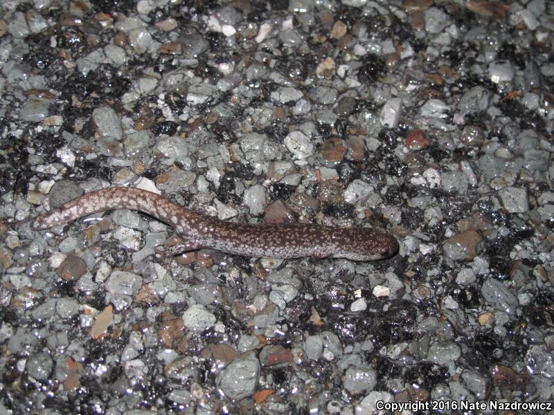 Mabee's Salamander (Ambystoma mabeei)