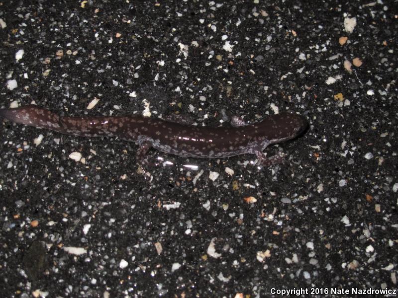 Mabee's Salamander (Ambystoma mabeei)