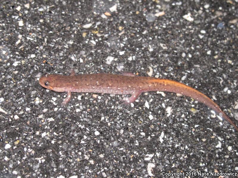 Southern Dusky Salamander (Desmognathus auriculatus)