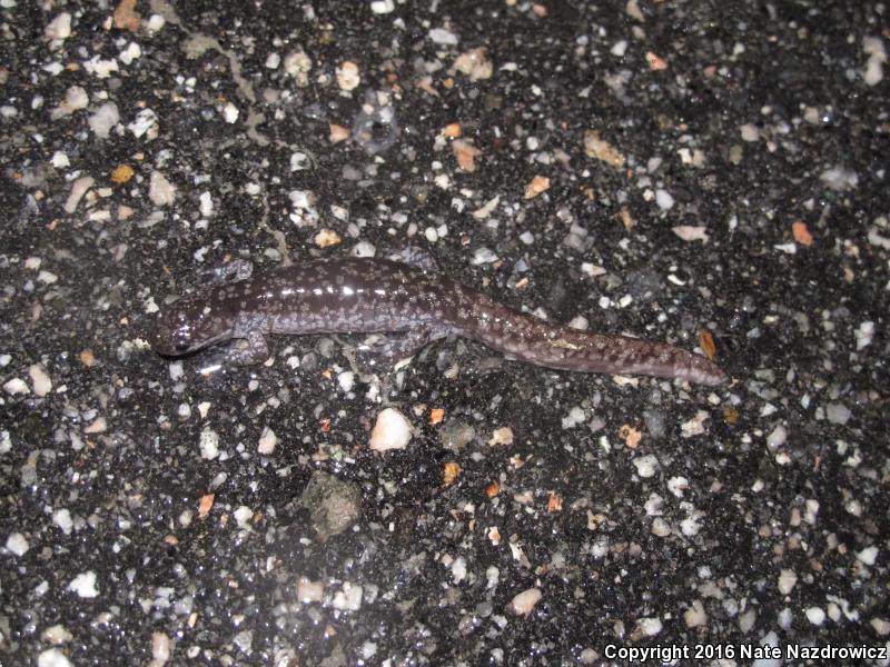 Mabee's Salamander (Ambystoma mabeei)