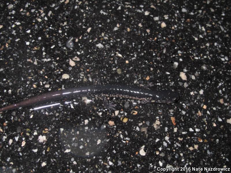 Atlantic Coast Slimy Salamander (Plethodon chlorobryonis)