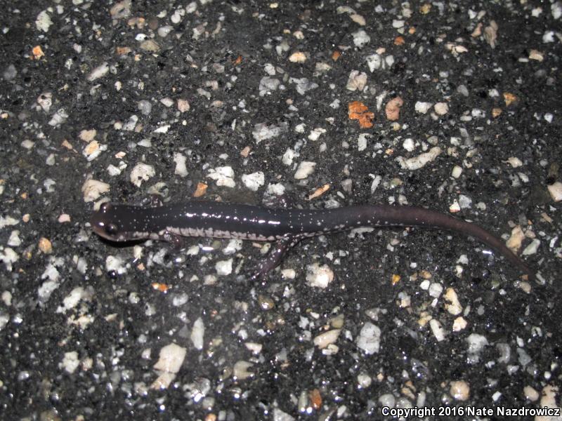 Atlantic Coast Slimy Salamander (Plethodon chlorobryonis)