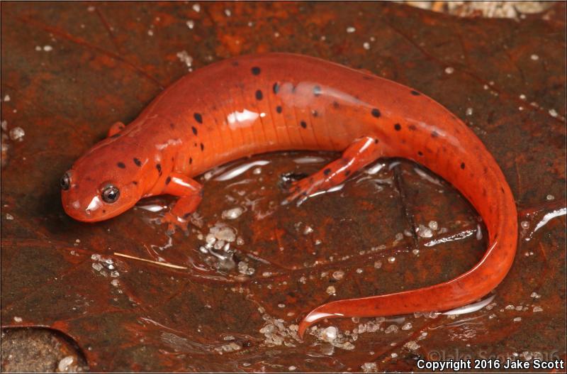 Eastern Mud Salamander (Pseudotriton montanus montanus)