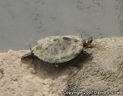 Ouachita Map Turtle (Graptemys ouachitensis)