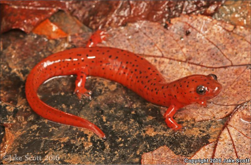 Eastern Mud Salamander (Pseudotriton montanus montanus)