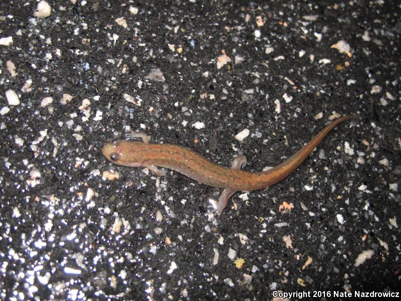 Southern Dusky Salamander (Desmognathus auriculatus)