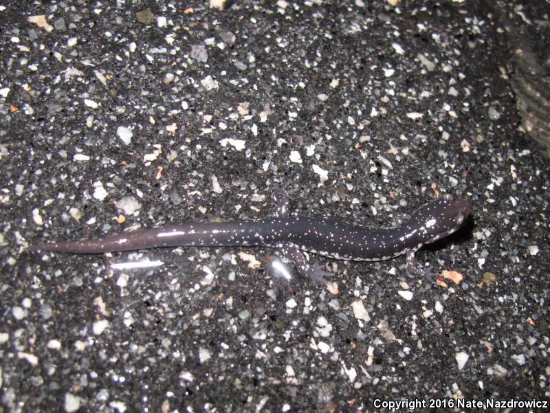 Atlantic Coast Slimy Salamander (Plethodon chlorobryonis)