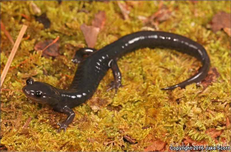 South Carolina Slimy Salamander (Plethodon variolatus)