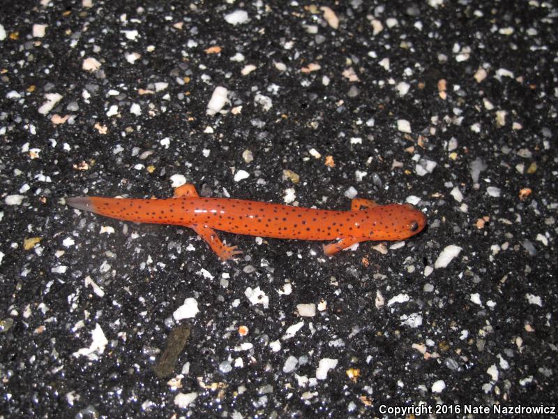 Eastern Mud Salamander (Pseudotriton montanus montanus)