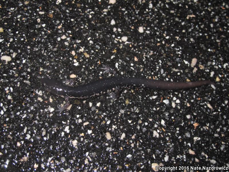 Atlantic Coast Slimy Salamander (Plethodon chlorobryonis)