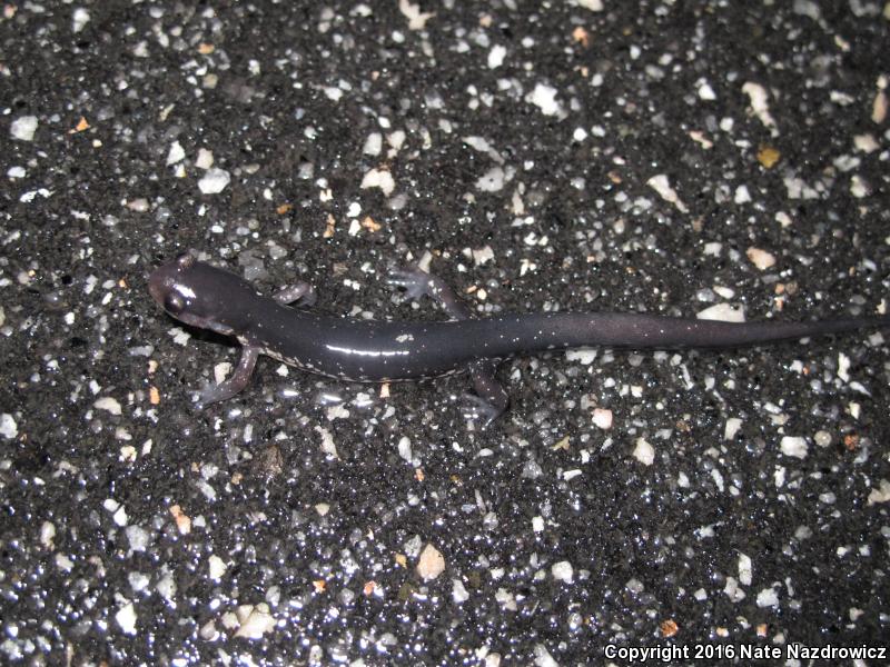 Atlantic Coast Slimy Salamander (Plethodon chlorobryonis)