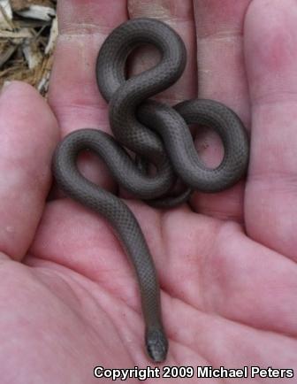 Sharp-tailed Snake (Contia tenuis)