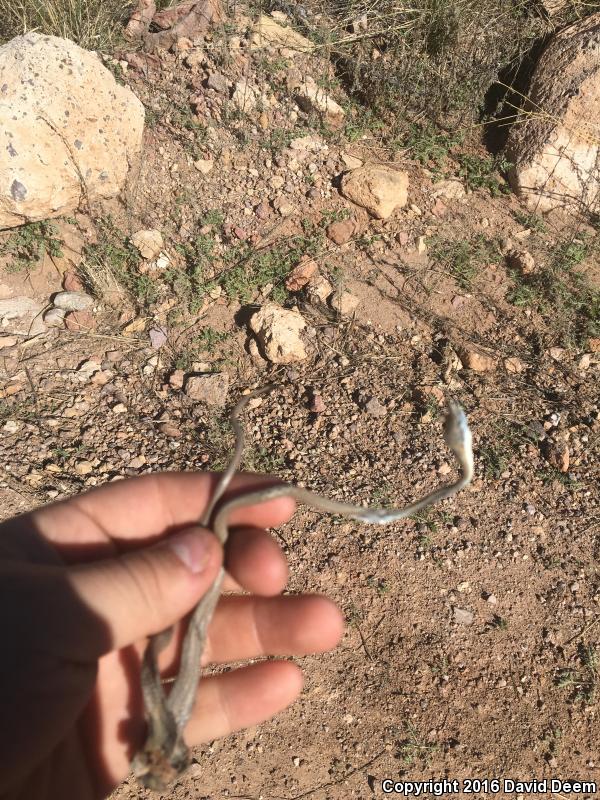 Brown Vinesnake (Oxybelis aeneus)