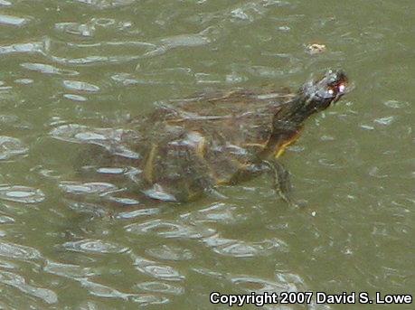 River Cooter (Pseudemys concinna)