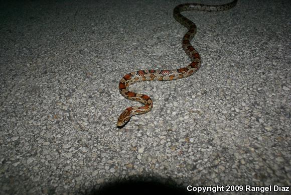 Corn Snake (Pantherophis guttatus guttatus)