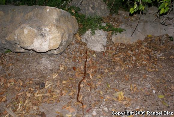 Corn Snake (Pantherophis guttatus guttatus)