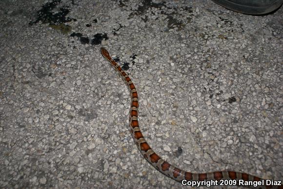 Corn Snake (Pantherophis guttatus guttatus)