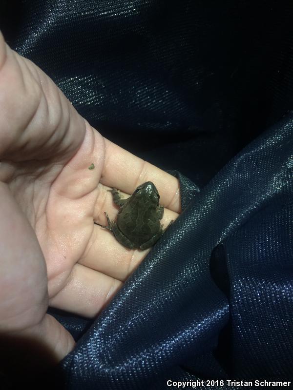 Illinois Chorus Frog (Pseudacris illinoensis)