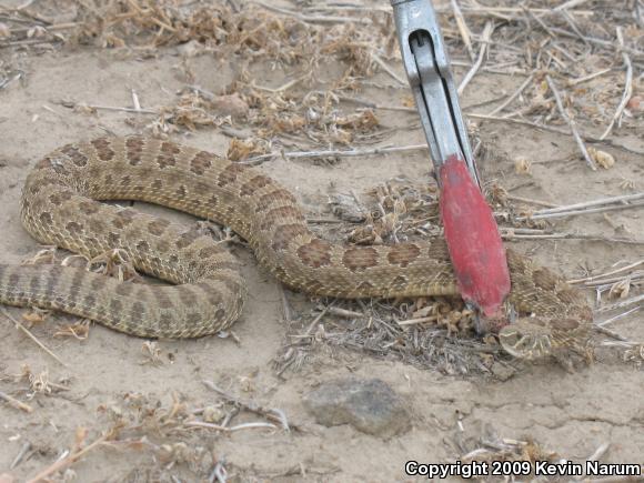 Green Prairie Rattlesnake (Crotalus viridis viridis)