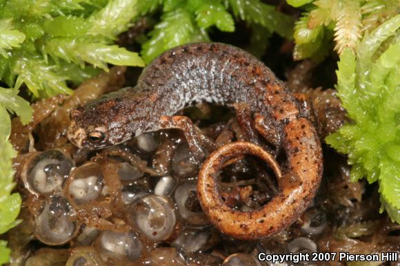 Four-toed Salamander (Hemidactylium scutatum)