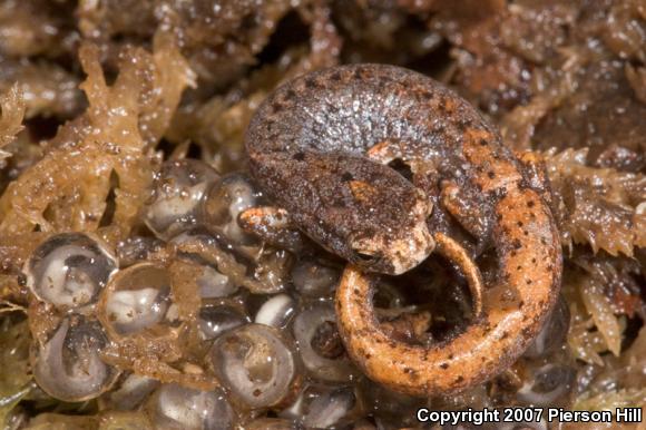 Four-toed Salamander (Hemidactylium scutatum)