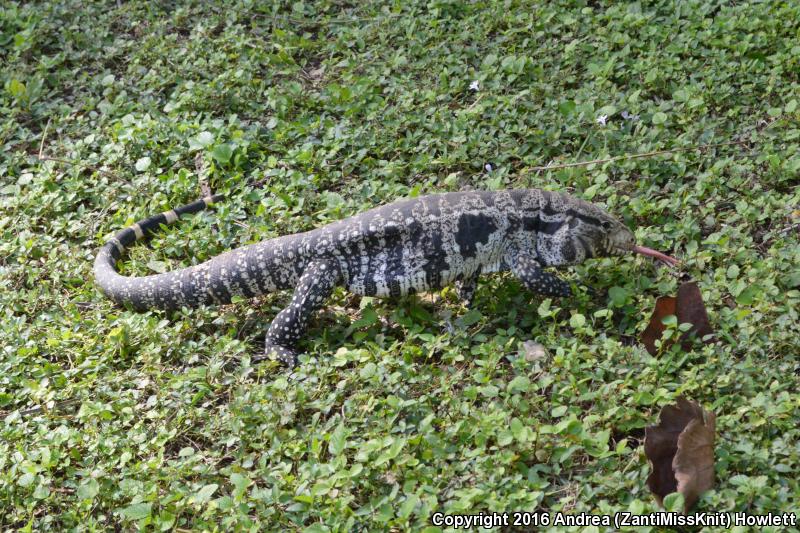 Argentine Giant Tegu (Tupinambis merianae)