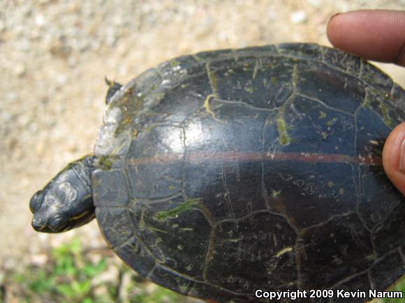 Southern Painted Turtle (Chrysemys dorsalis)