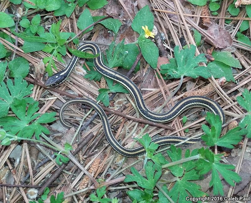 Gulf Coast Ribbonsnake (Thamnophis proximus rutiloris)