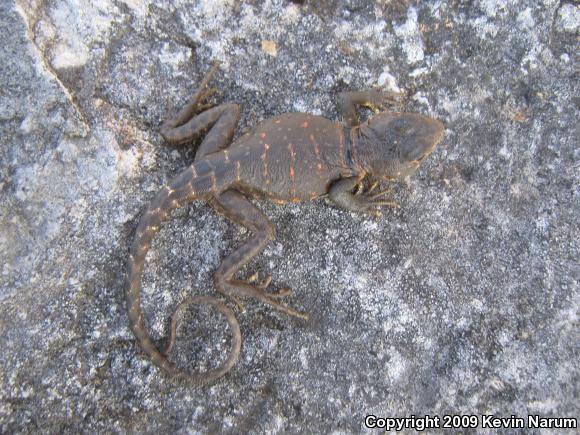 Eastern Collared Lizard (Crotaphytus collaris collaris)