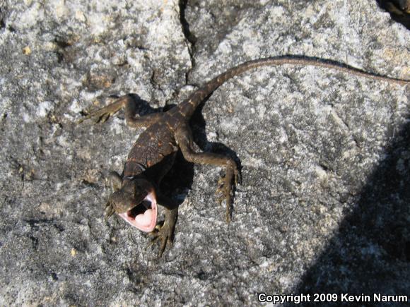 Eastern Collared Lizard (Crotaphytus collaris collaris)