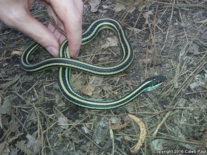 Gulf Coast Ribbonsnake (Thamnophis proximus rutiloris)