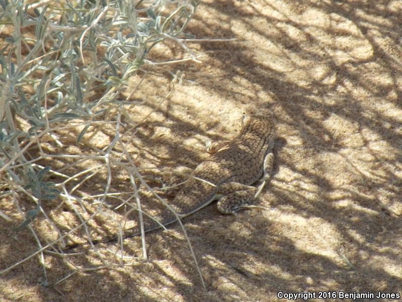 Yuman Fringe-toed Lizard (Uma rufopunctata)