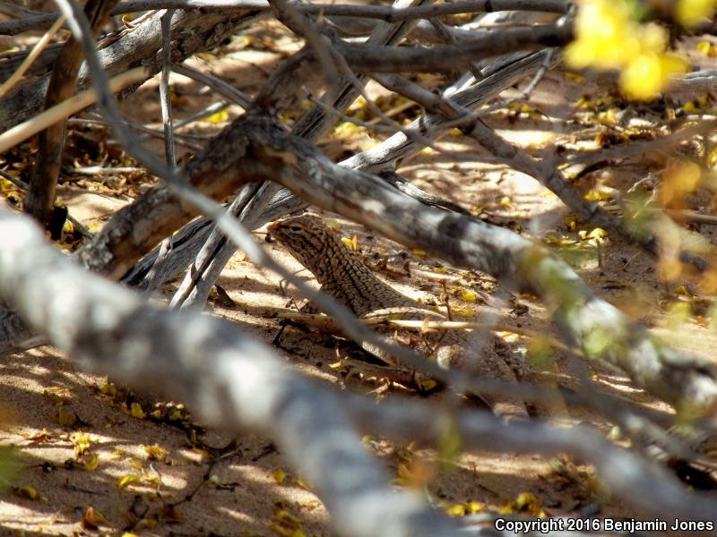 Yuman Fringe-toed Lizard (Uma rufopunctata)