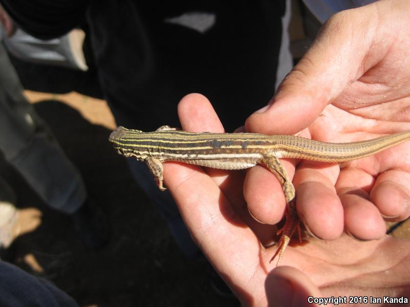 Texas Spotted Whiptail (Aspidoscelis gularis gularis)