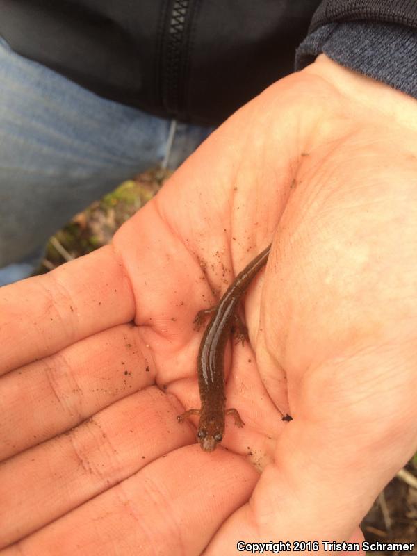 Santeetlah Dusky Salamander (Desmognathus santeetlah)