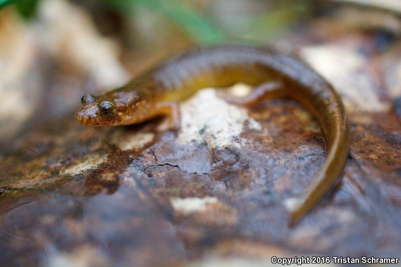Santeetlah Dusky Salamander (Desmognathus santeetlah)