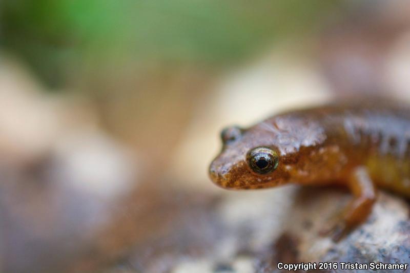 Santeetlah Dusky Salamander (Desmognathus santeetlah)