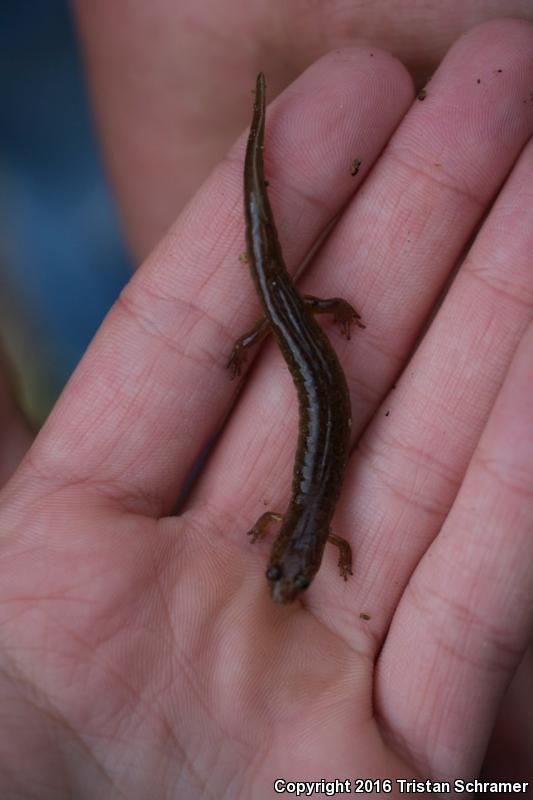 Santeetlah Dusky Salamander (Desmognathus santeetlah)