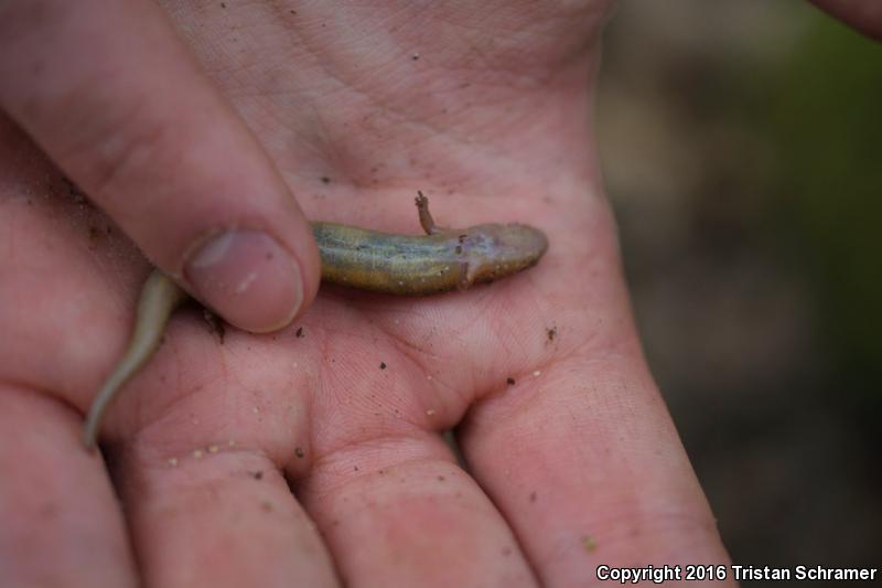 Santeetlah Dusky Salamander (Desmognathus santeetlah)