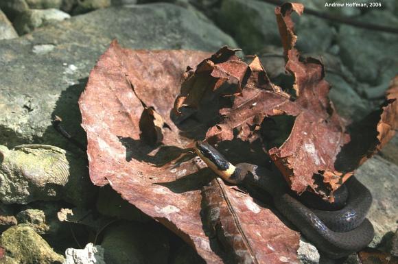 Northern Ring-necked Snake (Diadophis punctatus edwardsii)