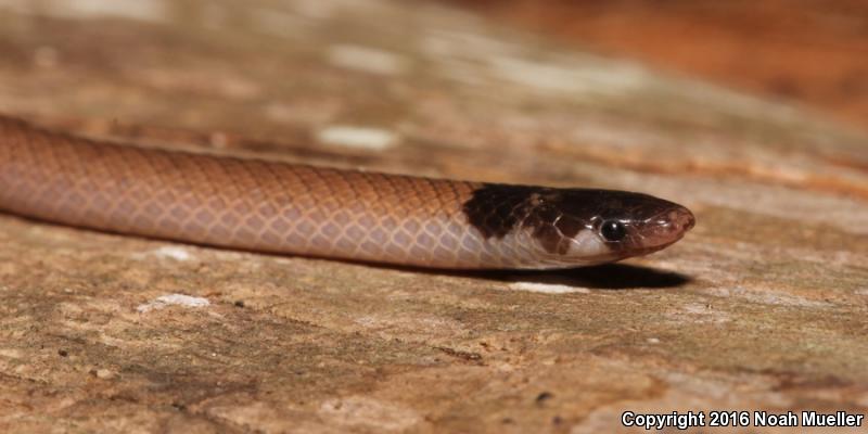 Central Florida Crowned Snake (Tantilla relicta neilli)