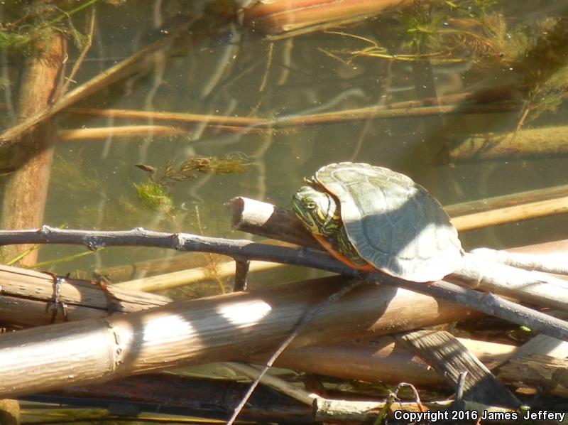 Alabama Red-bellied Cooter (Pseudemys alabamensis)